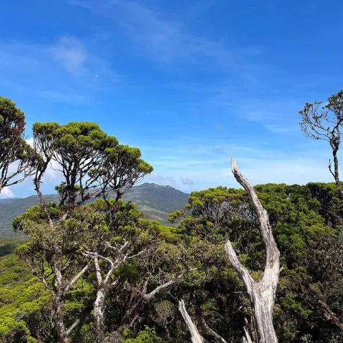 Mount Tago / Tagoan (Bukidnon)